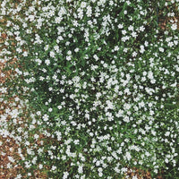 GARDEN SEEDS