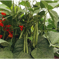 GARDEN SEEDS