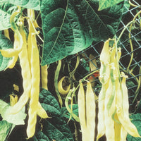 GARDEN SEEDS