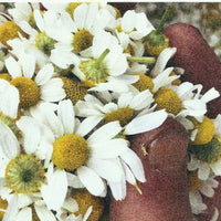 GARDEN SEEDS