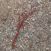 FRESH CUTS BY TIMBER X PINE