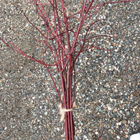 FRESH CUTS BY TIMBER X PINE