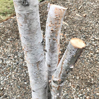 FRESH CUTS BY TIMBER X PINE