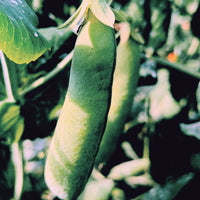 GARDEN SEEDS