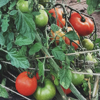 GARDEN SEEDS