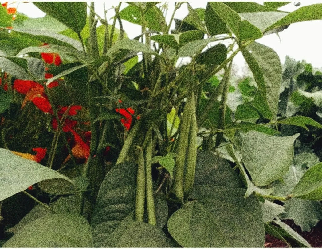 GARDEN SEEDS