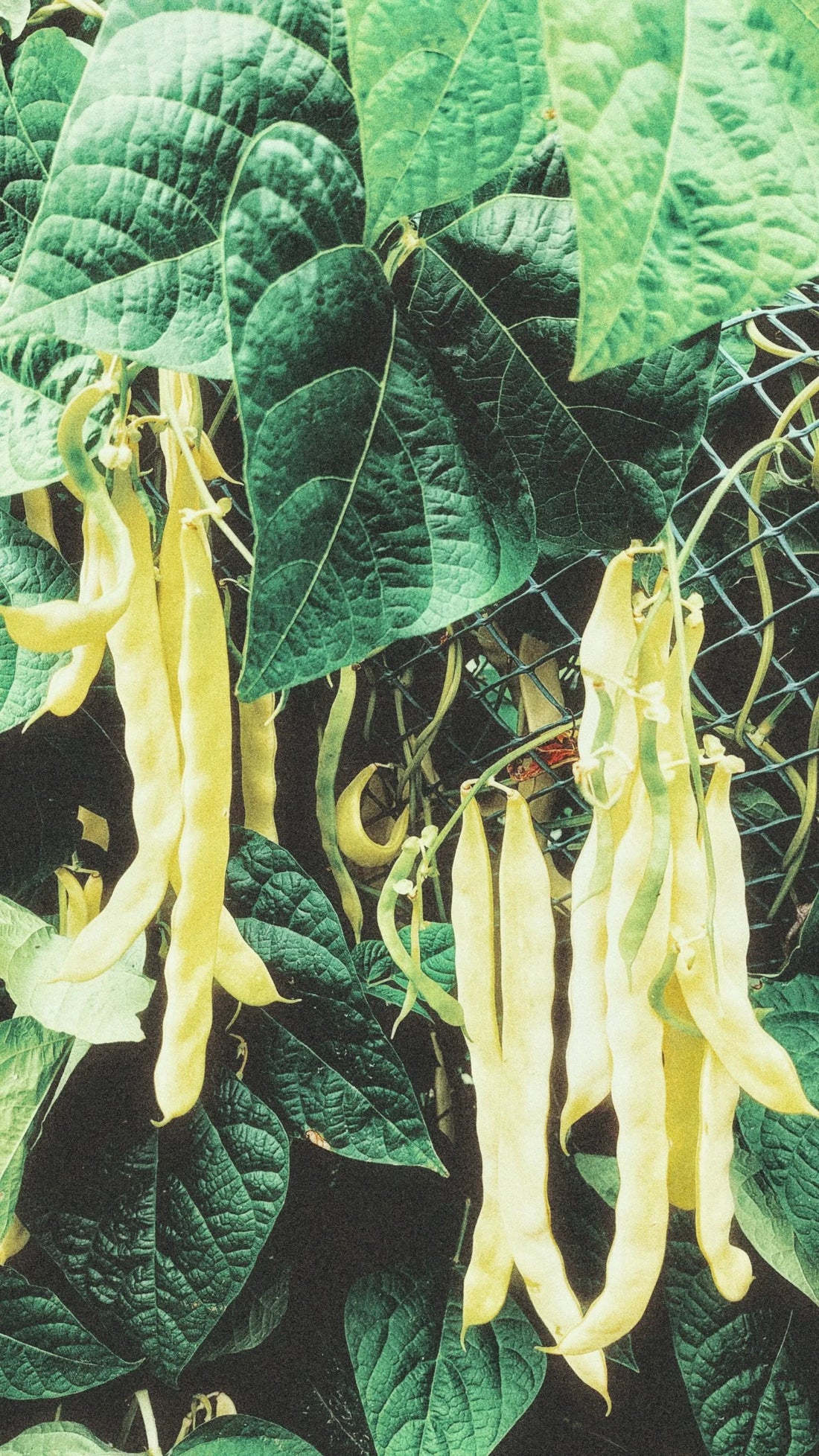 GARDEN SEEDS