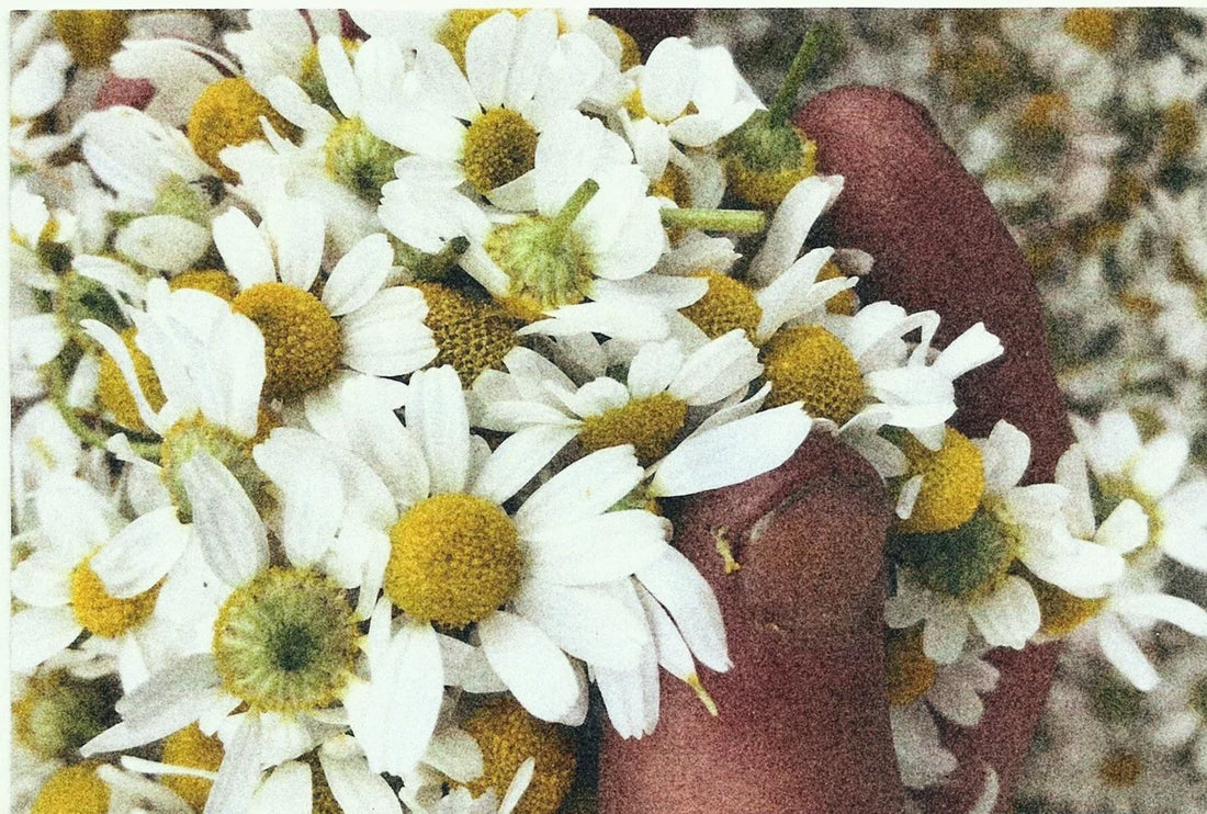GARDEN SEEDS