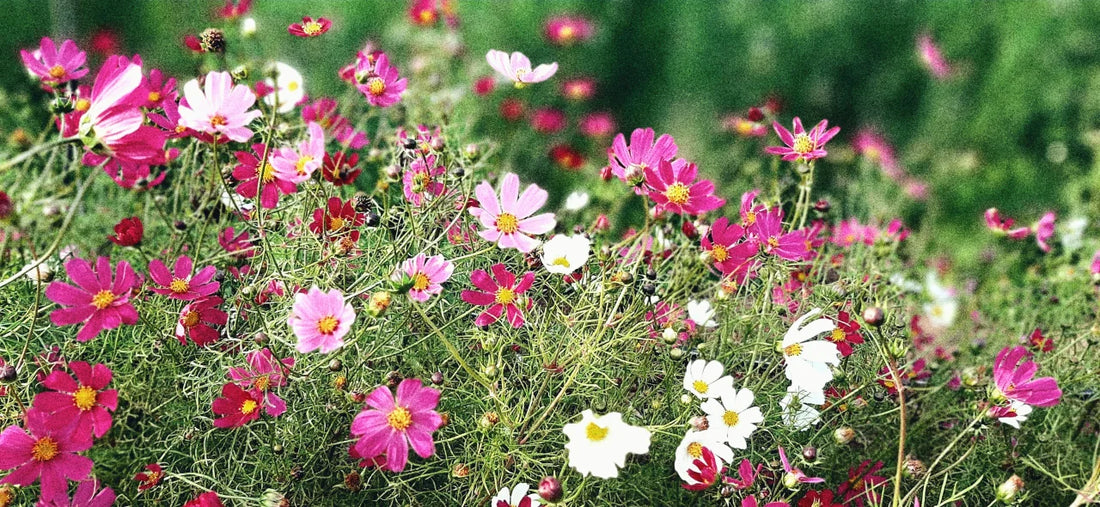 GARDEN SEEDS