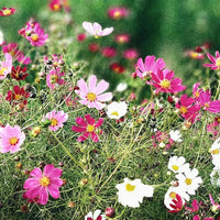 GARDEN SEEDS