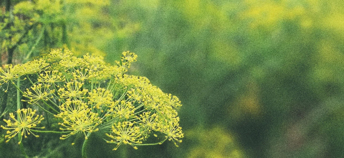 GARDEN SEEDS