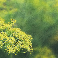 GARDEN SEEDS
