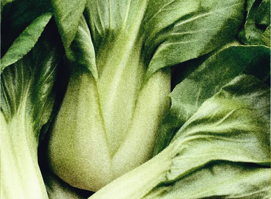 GARDEN SEEDS