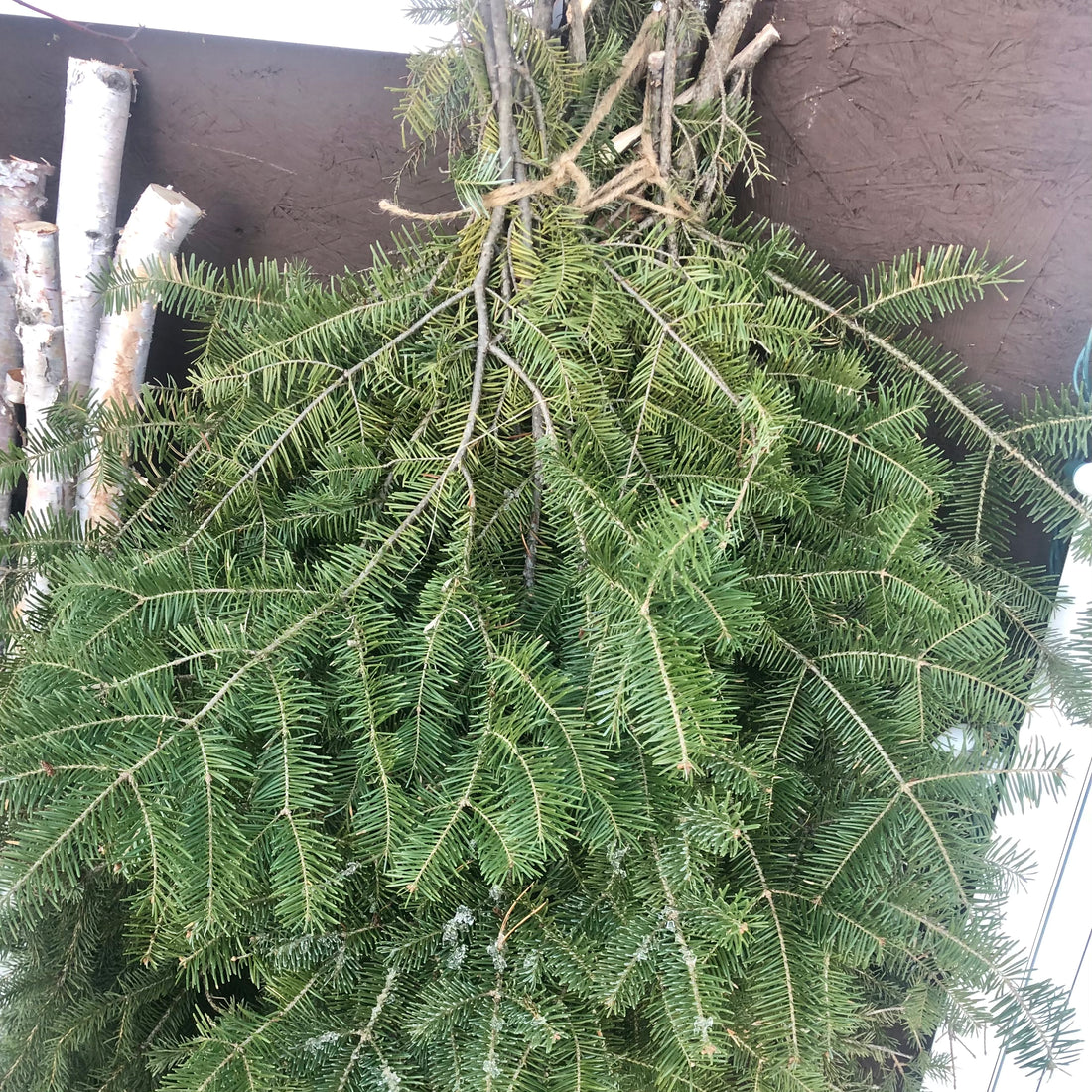 FRESH CUTS BY TIMBER X PINE