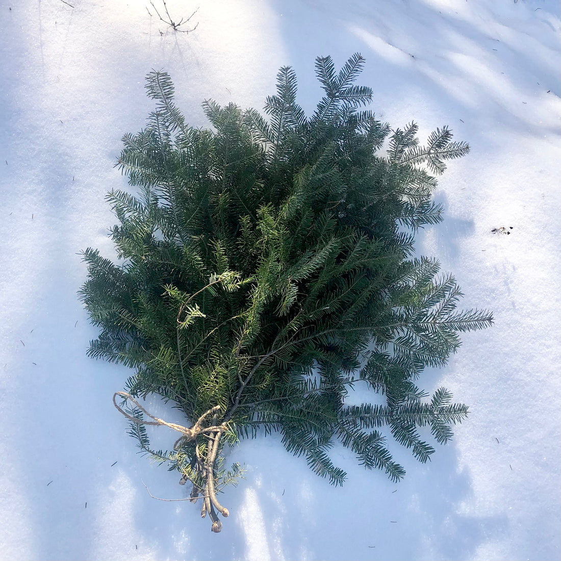 FRESH CUTS BY TIMBER X PINE