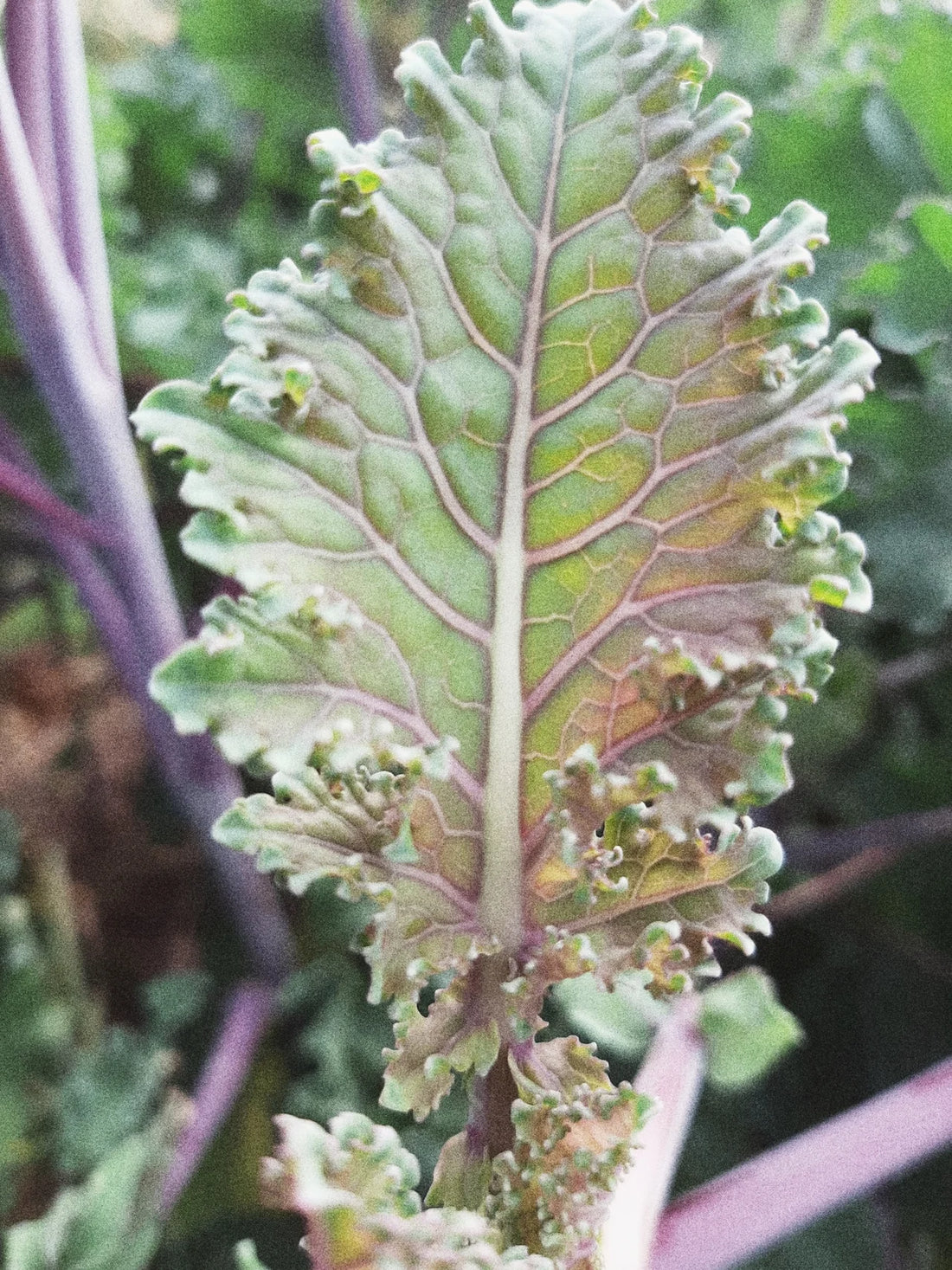GARDEN SEEDS