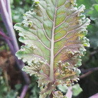 GARDEN SEEDS
