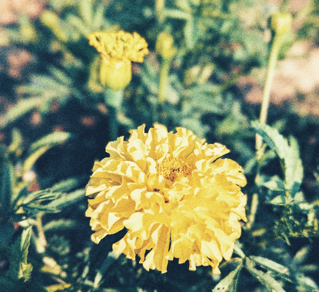 GARDEN SEEDS