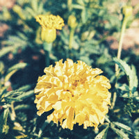 GARDEN SEEDS