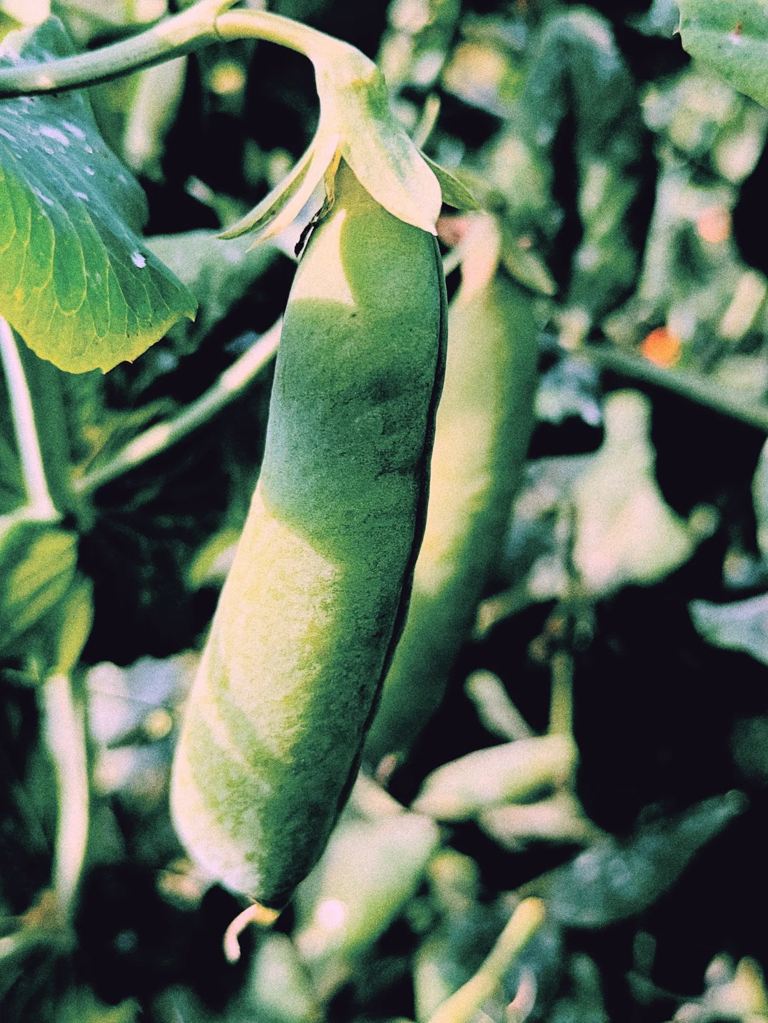 GARDEN SEEDS