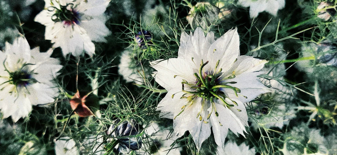 GARDEN SEEDS