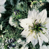 GARDEN SEEDS