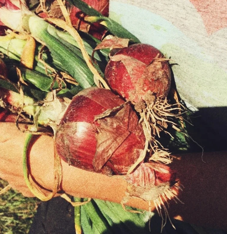 GARDEN SEEDS