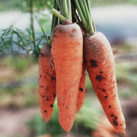 GARDEN SEEDS