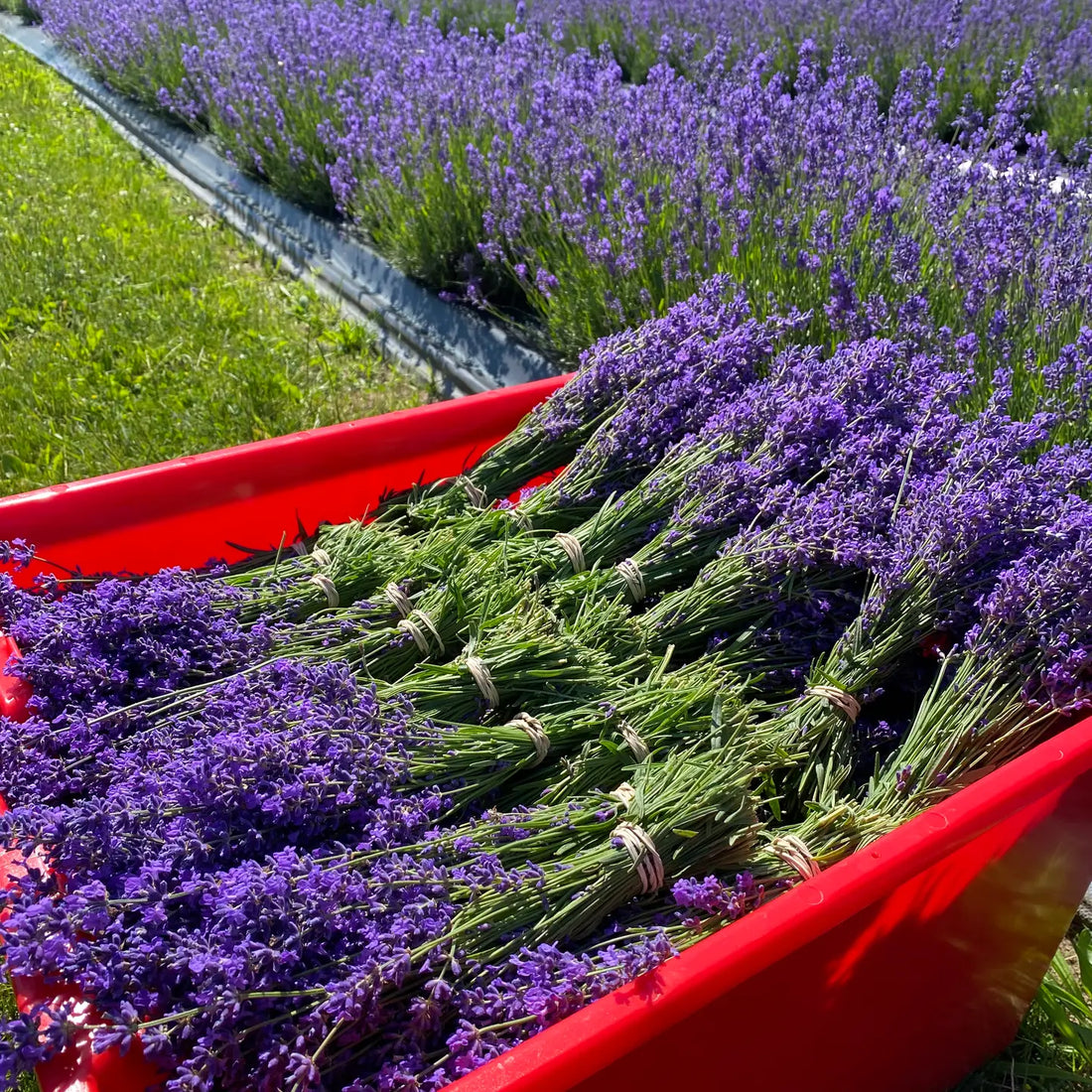 LAVENDER BOUQUETS