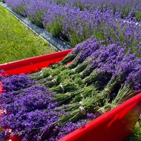 LAVENDER BOUQUETS