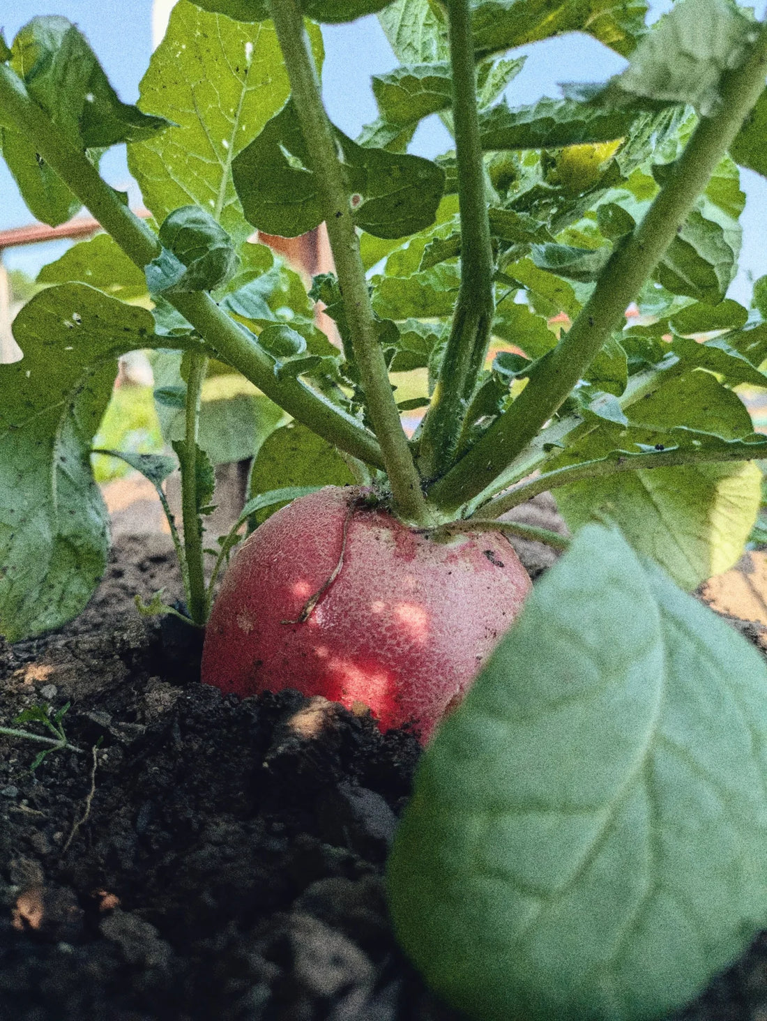 GARDEN SEEDS