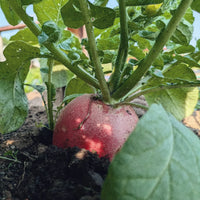 GARDEN SEEDS