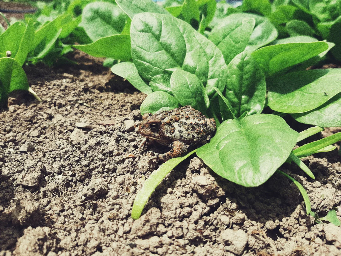 GARDEN SEEDS
