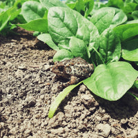 GARDEN SEEDS