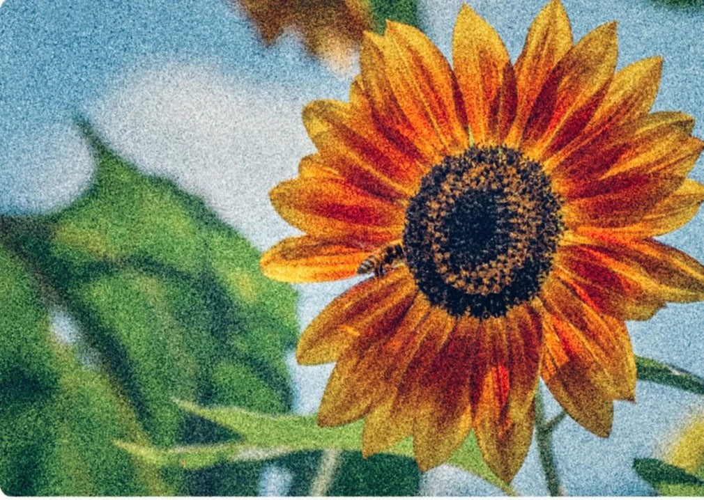 GARDEN SEEDS
