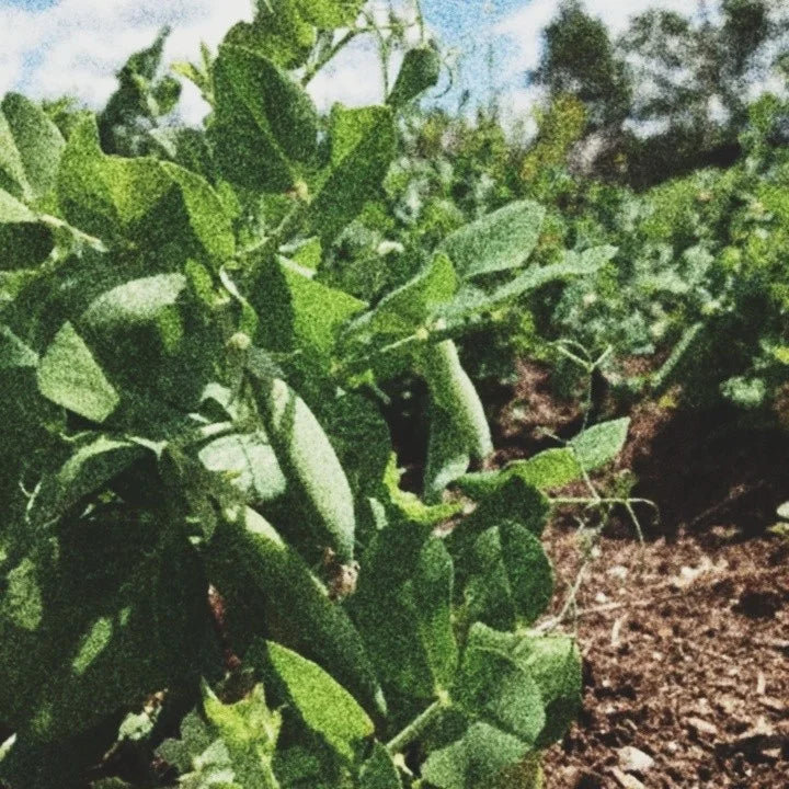 GARDEN SEEDS