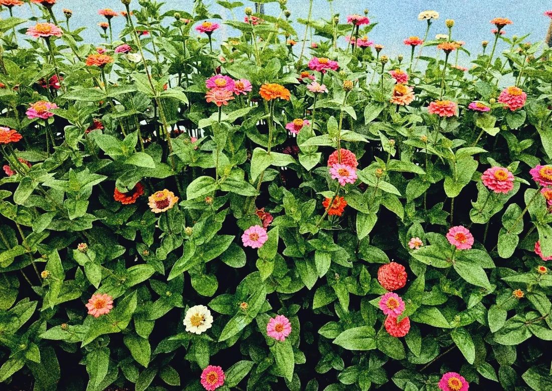 GARDEN SEEDS