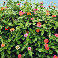 GARDEN SEEDS